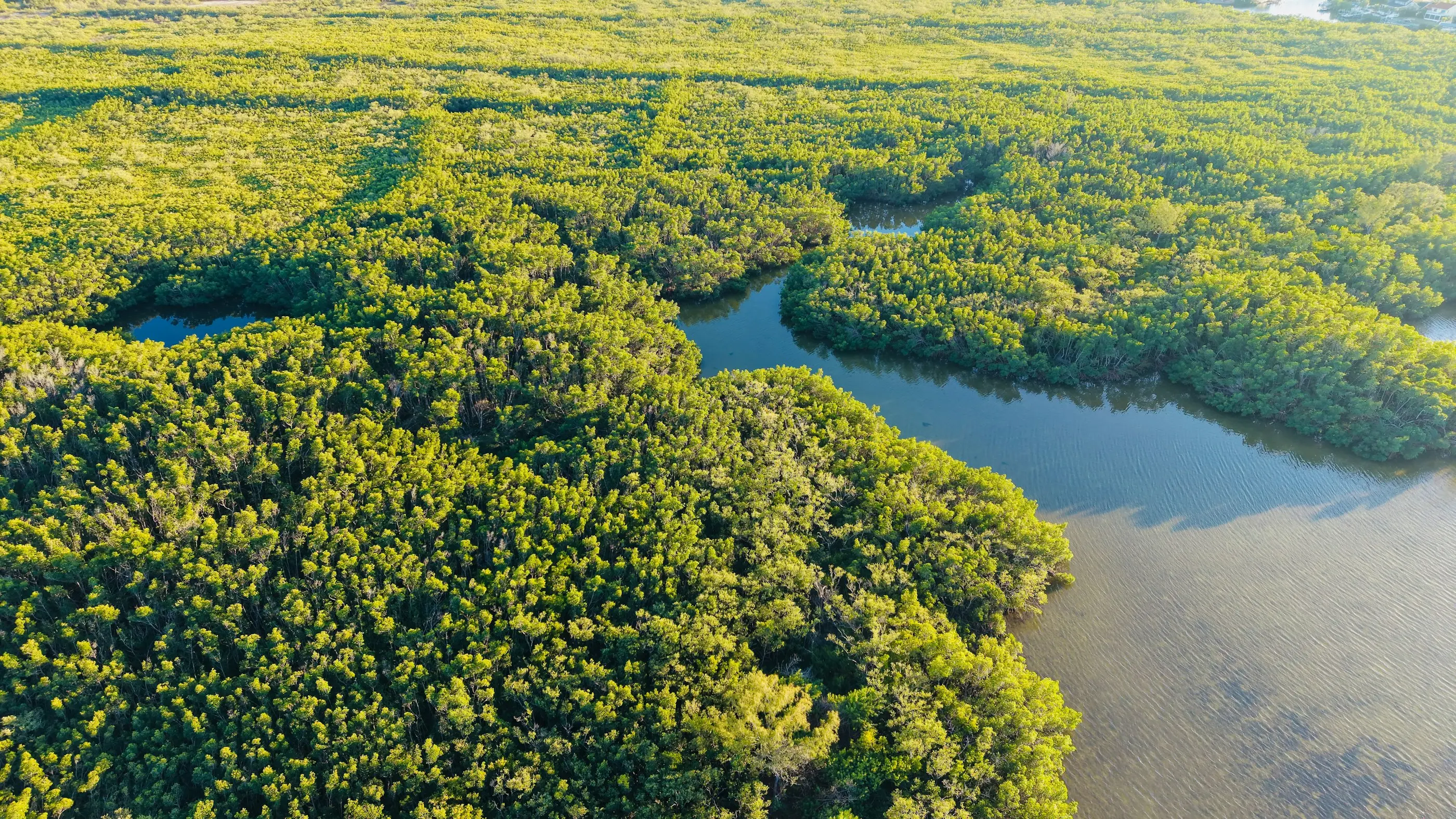 Aerial view of a mangrove forest and tidal waterways